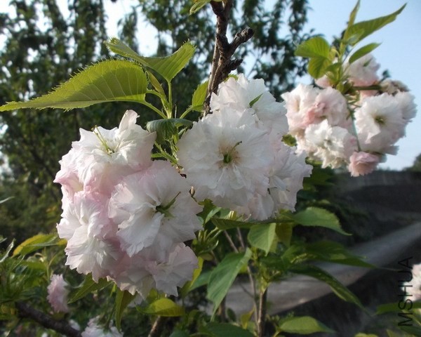 DSCF2291.jpg
