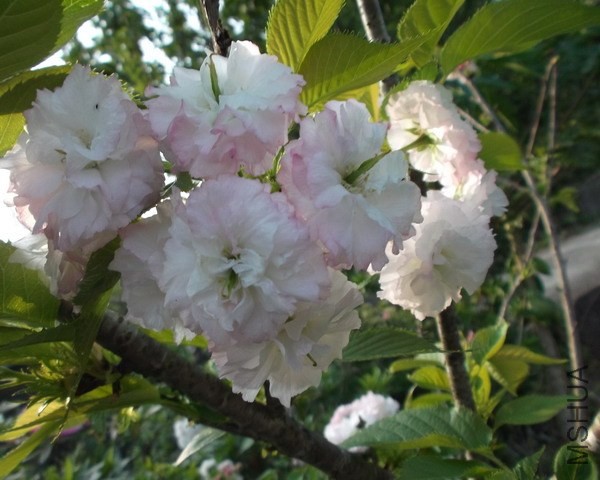 DSCF2297.jpg