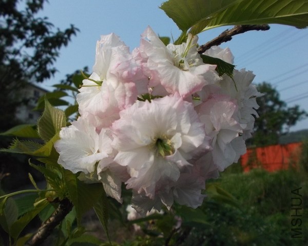 DSCF2296.jpg