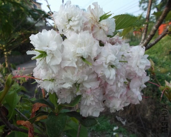 DSCF2294.jpg