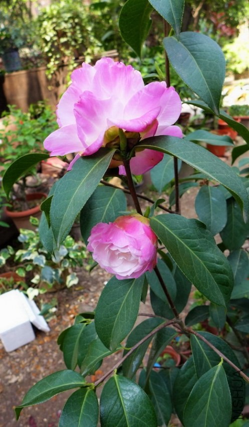 P1510717.jpg