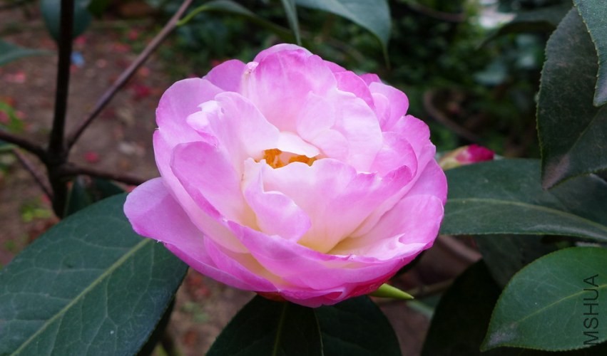P1510747.jpg