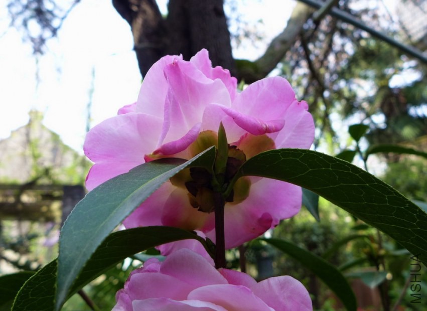 P1530457.jpg
