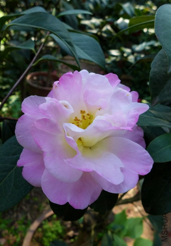 P1540017.jpg