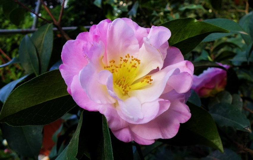 P1580020.jpg