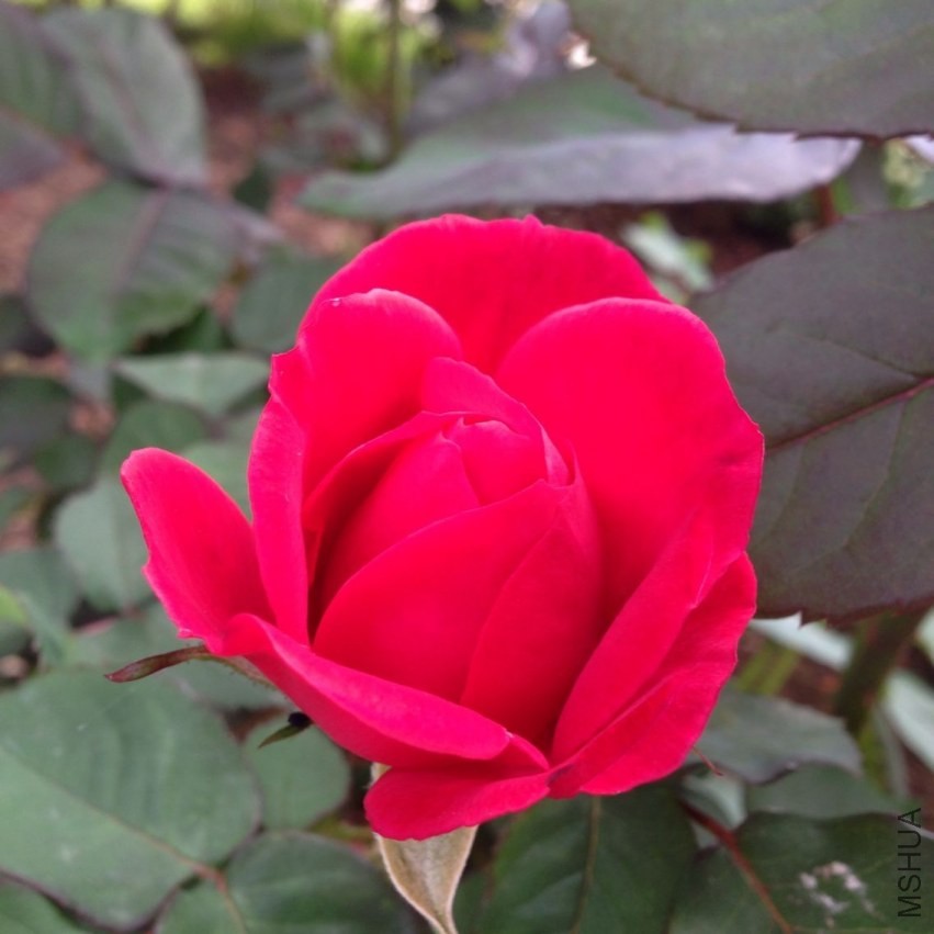 QQͼƬ20140423195230.jpg