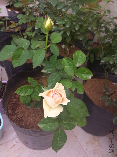 ��ƷҲ�쿪���ڴ�ѽ�������ͺ� = =