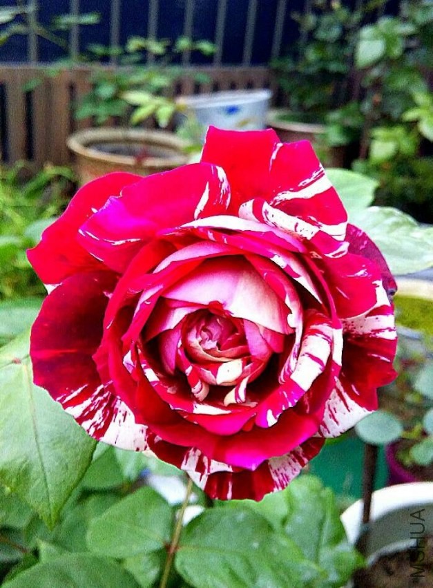 QQͼƬ20140424110837.jpg