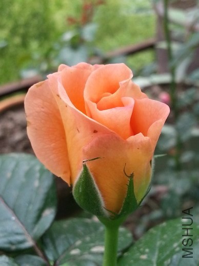 20140424_085356_��С��С.jpg