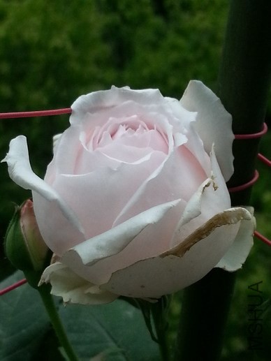 20140424_085902_��С��С.jpg