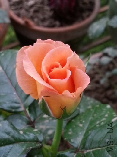 20140424_115955_��С��С.jpg