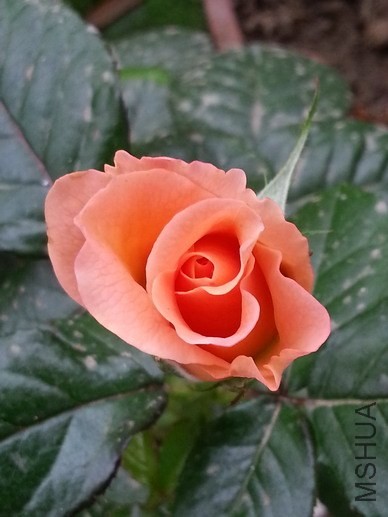 20140424_120253_��С��С.jpg