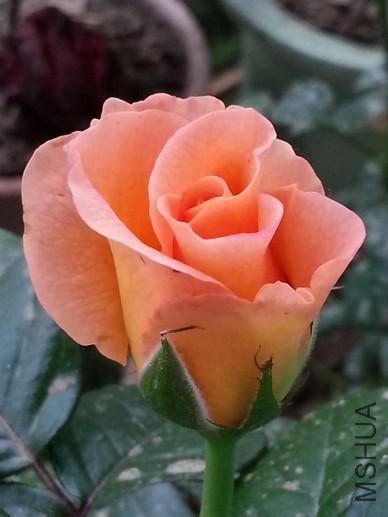 20140424_120846_��С��С.jpg