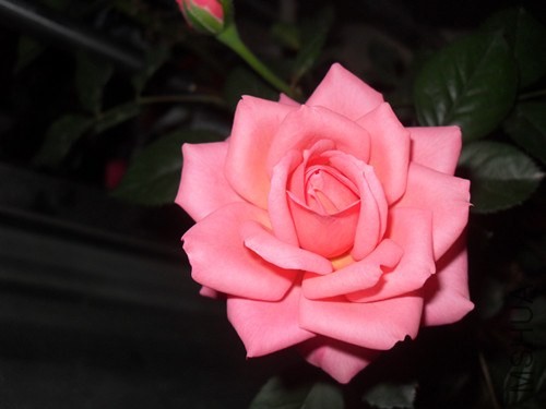 SDC14649_����.jpg