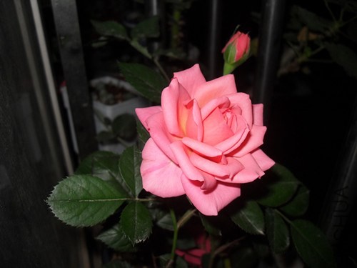 SDC14652_����.jpg