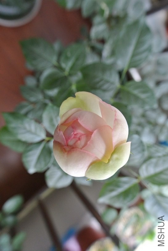 DSC_1996_������С_������С.JPG