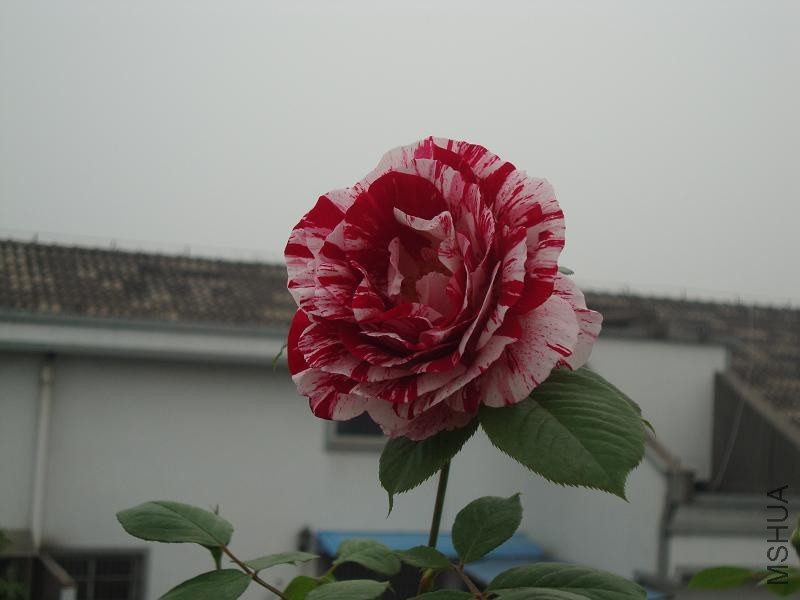 ˵��