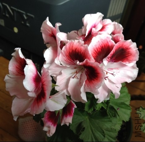 (E{RCD@O[(L_(QG[7S@OE18.jpg