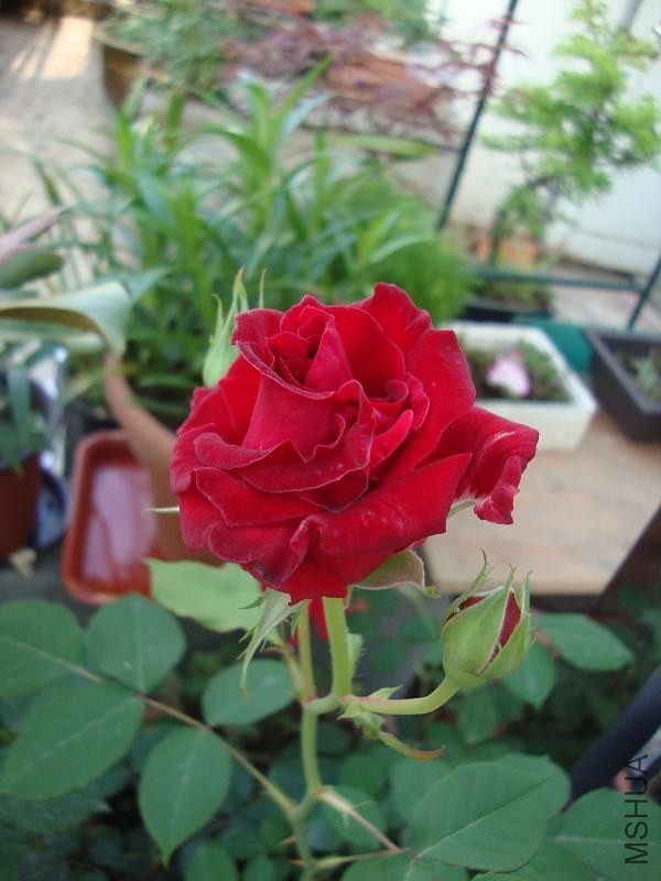 DSC03862.JPG