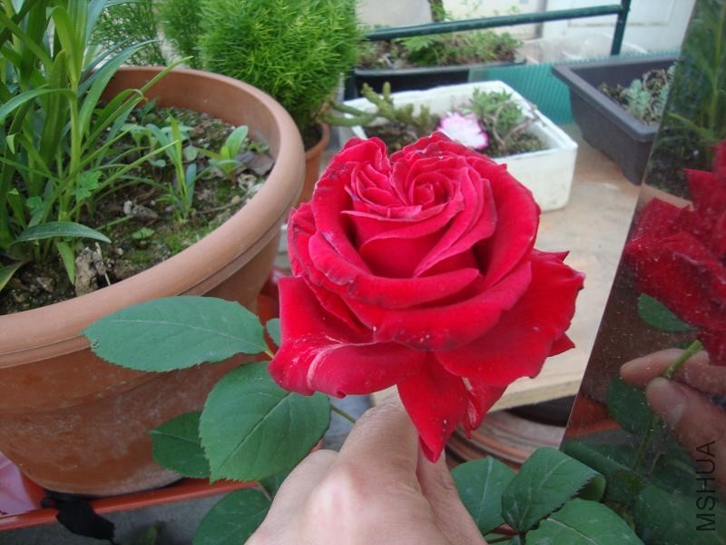 DSC03863.JPG