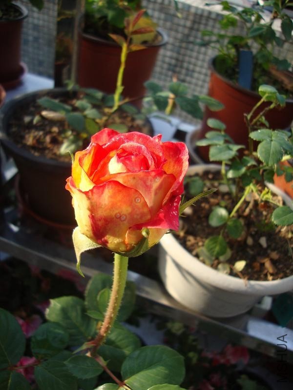 DSC03860.JPG