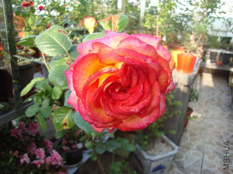DSC03859.JPG
