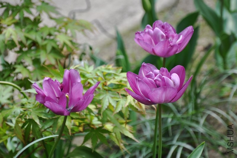 DSC_0592.jpg