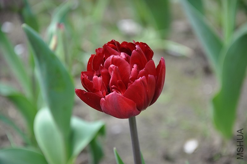 DSC_0593.jpg