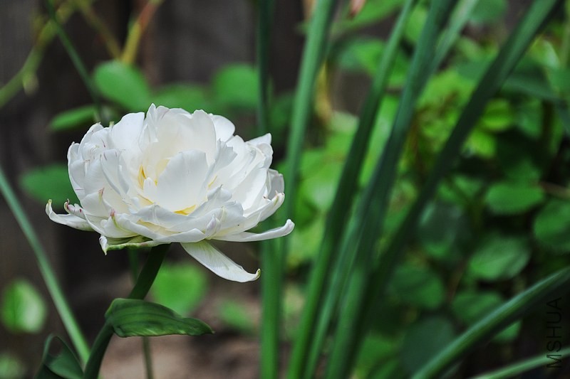DSC_0598.jpg