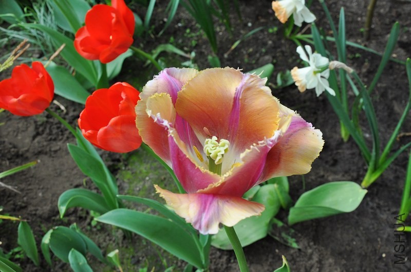 DSC_0606.jpg