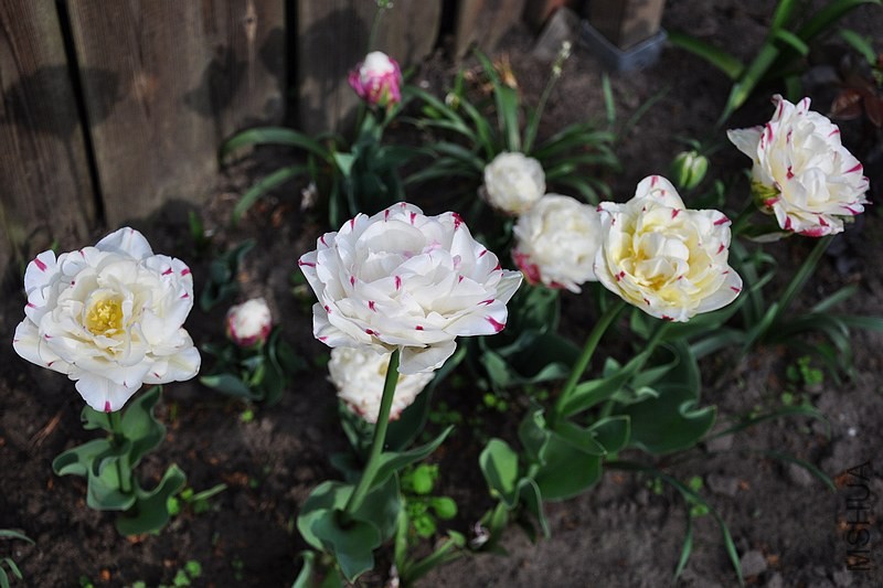 DSC_0667.jpg