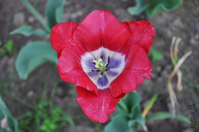 DSC_0683.jpg