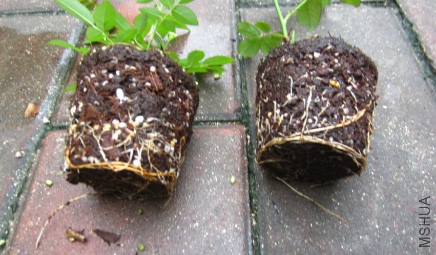 b1.jpg