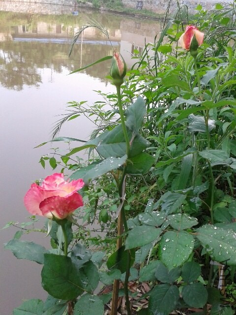 20140424_090440_resized.jpg