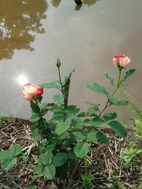 20140424_155936_resized.jpg