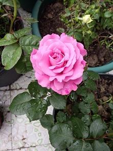 IMG20140420094213.jpg