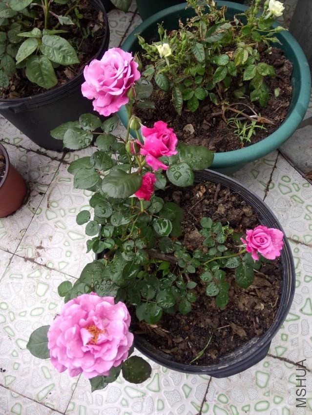 IMG20140420094301.jpg