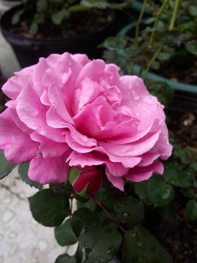 IMG20140420094409.jpg