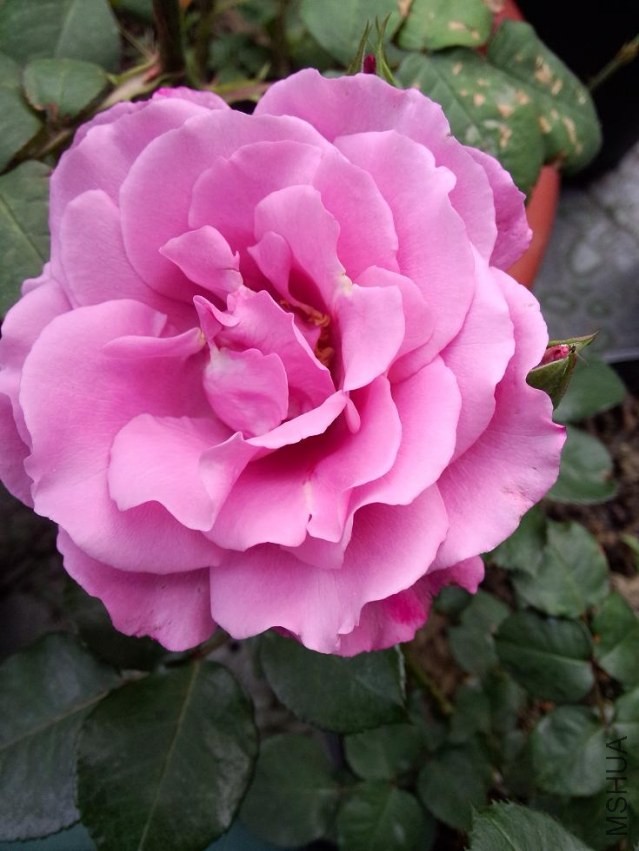 IMG20140420163059.jpg