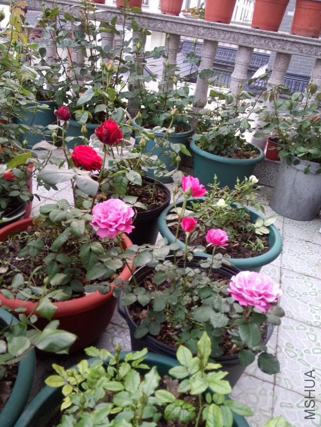 IMG20140420180602.jpg