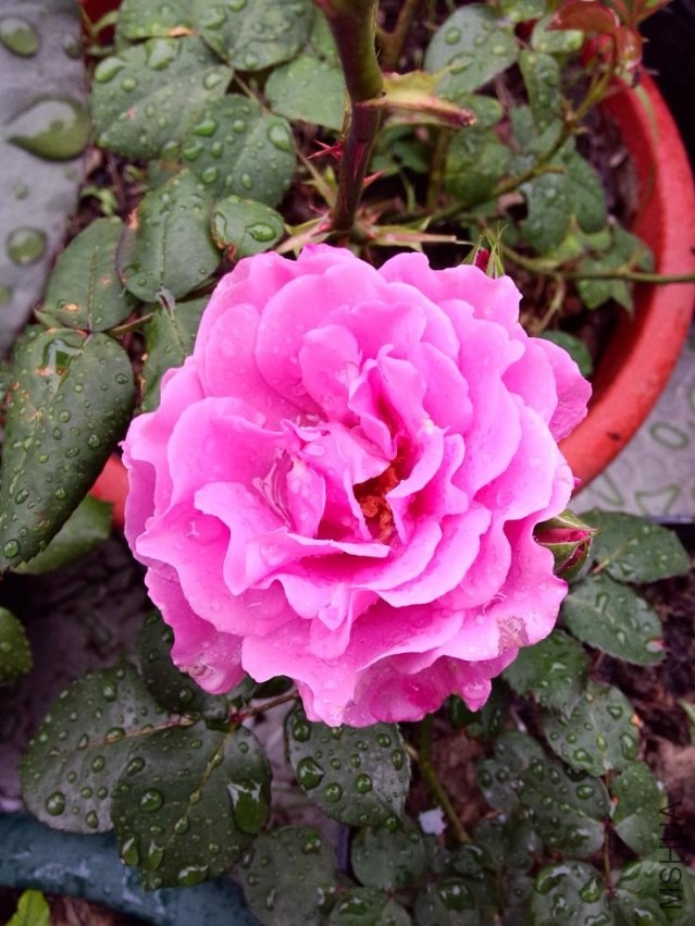 IMG20140421092335.jpg