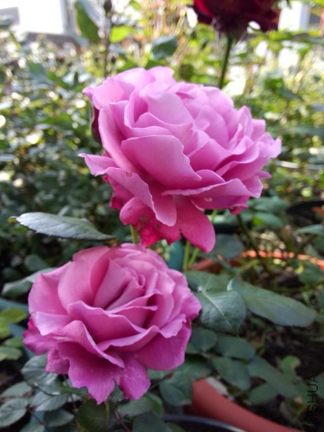 IMG20140423075938.jpg