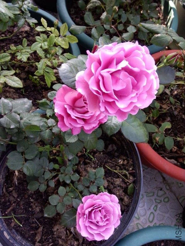 IMG20140423075956.jpg