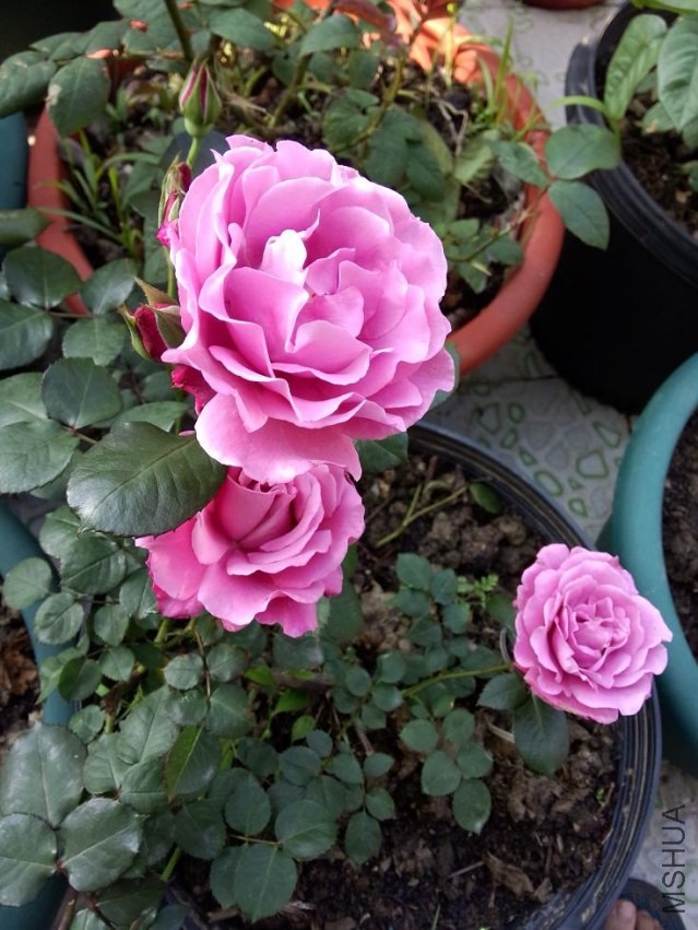 IMG20140423080139.jpg