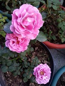 IMG20140423180656.jpg