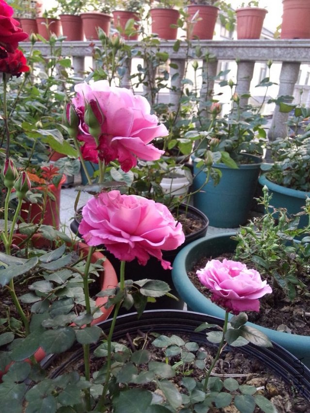 IMG20140423181031.jpg