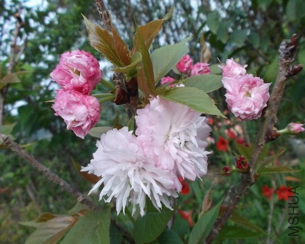 ��Ƭ 025.jpg