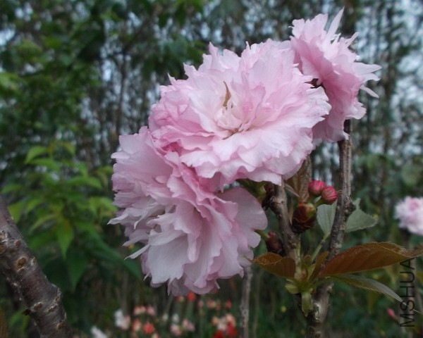 ��Ƭ 029.jpg