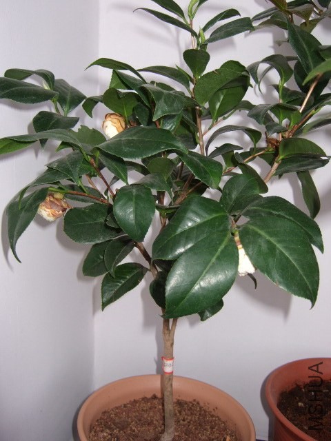 DSCF0450.jpg