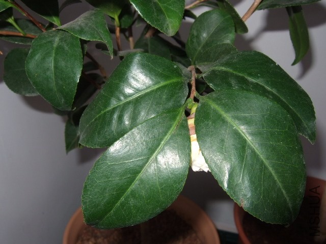 DSCF0451.JPG